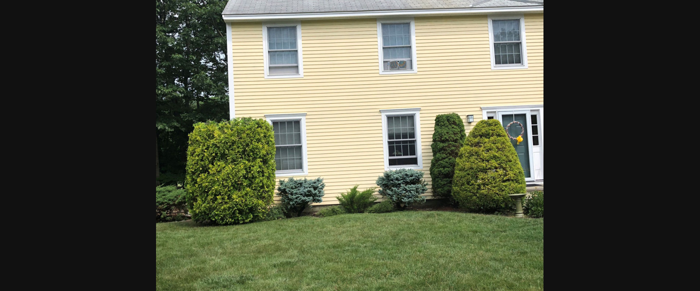 shrub trimming and pruning